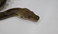 62.5% SD Reticulated Python