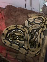 Beautiful 12-13 foot snake