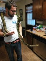 Beautiful 12-13 foot snake