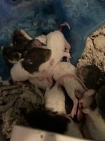 Rex Rat Rodents for sale in Bastrop, TX 78602, USA. price: $6