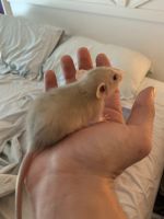 Rex Rat Rodents for sale in Katy, TX, USA. price: $10