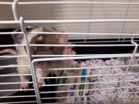 Rex Rat Rodents for sale in Neenah, WI 54956, USA. price: $10