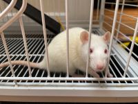 Rex Rat Rodents for sale in Weehawken, NJ 07086, USA. price: $350