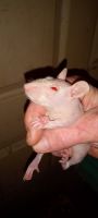 Rex Rat Rodents Photos