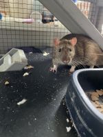 Rex Rat Rodents for sale in Woodstock, IL 60098, USA. price: $30