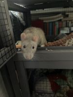 Rex Rat Rodents Photos