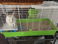 Rhinelander rabbit Rabbits for sale in Leander, TX 78641, USA. price: $30