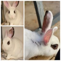 Rhinelander rabbit Rabbits for sale in Bakersfield, CA, USA. price: $50