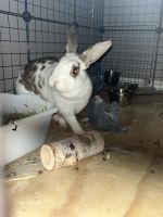 Rhinelander rabbit Rabbits Photos