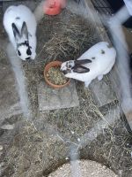 Rhinelander rabbit Rabbits Photos