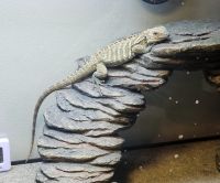 Rhinoceros Iguana Reptiles for sale in Chattanooga, Tennessee. price: $325