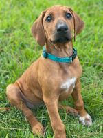 Rhodesian Ridgeback Puppies for sale in Friendswood, TX, USA. price: $1,800