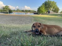 Female Puppy Ridesian Ridgeback