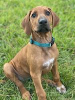 Rhodesian Ridgeback Puppies for sale in Friendswood, TX, USA. price: $1,600