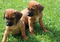 Rhodesian Ridgeback Puppies for sale in Houston, TX, USA. price: $1,000