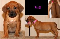 8 week old babies looking for their forever home