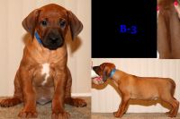 8 week old babies looking for their forever home