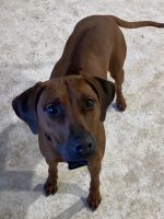 AKC Rhodesian Ridgebacks pups for sale