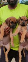 Rhodesian Ridgeback Puppies Photos