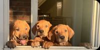 Rhodesian Ridgeback Puppies for sale in Tulsa, OK, USA. price: $1,250