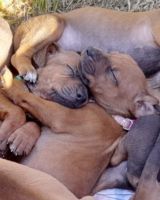 Rhodesian Ridgeback Puppies for sale in Narooma, New South Wales. price: NA