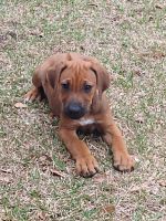 Rhodesian Ridgeback Puppies for sale in Vancleave, Mississippi. price: $250