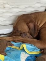 Rhodesian Ridgeback Puppies for sale in Center Point, Texas. price: $1,200