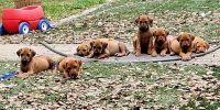 Rhodesian Ridgeback Puppies Photos