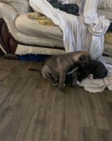 Rhodesian Ridgeback Puppies for sale in Loganlea QLD 4131, Australia. price: $450