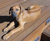 Rhodesian Ridgeback Puppies for sale in San Diego, CA, USA. price: NA