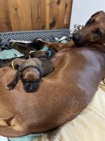 Rhodesian Ridgeback Puppies for sale in Shreveport, LA, USA. price: NA