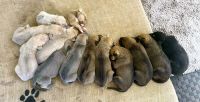 Rhodesian Ridgeback Puppies for sale in Oakey QLD 4401, Australia. price: NA