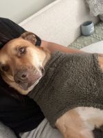 Rhodesian Ridgeback Puppies for sale in Raceview QLD 4305, Australia. price: $70