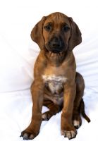 Rhodesian Ridgeback Puppies for sale in Los Angeles, CA, USA. price: $2,900