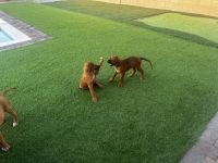 Rhodesian Ridgeback Puppies for sale in Pahrump, NV 89048, USA. price: $750