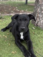 Rhodesian Ridgeback Puppies for sale in Kingaroy QLD 4610, Australia. price: $150