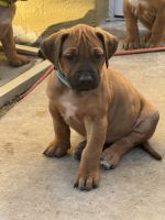 Rhodesian Ridgeback Puppies for sale in Lehigh Acres, FL, USA. price: $1,000