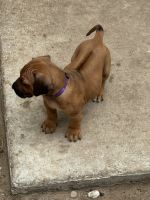 Rhodesian Ridgeback Puppies for sale in Lehigh Acres, FL, USA. price: $1,000