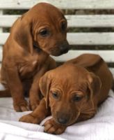 Rhodesian Ridgeback Puppies for sale in Fort Worth, TX, USA. price: $1,500