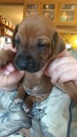 Rhodesian Ridgeback Puppies for sale in Walhonding, OH 43843, USA. price: $600