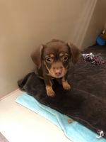 Rhodesian ridge back mix six month old female