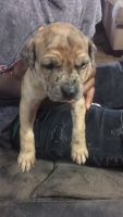 Selling Rhodesian ridgeback pit bull mix puppies