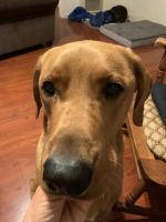 Dog male neutered 1 1/2 years old