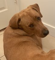 Dog male neutered 1 1/2 years old