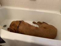 Dog male neutered 1 1/2 years old