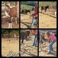 Riding Pony Horses for sale in Bloomfield, IN 47424, USA. price: $600