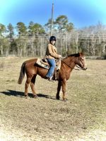 Riding Pony Horses Photos