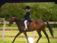 Riding Pony Horses for sale in Laurel, MD, USA. price: $1,200
