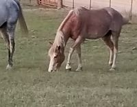 Riding Pony Horses for sale in Silas, AL 36919, USA. price: NA