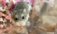 Roborovski hamster Rodents for sale in Moody, AL, USA. price: NA